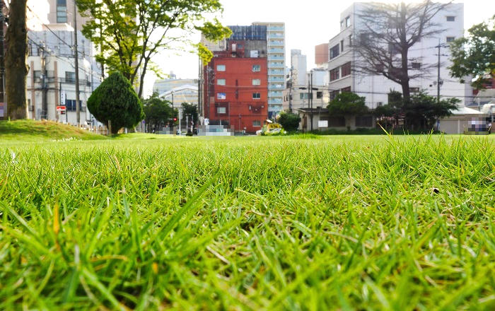 大日寺跡の芝生