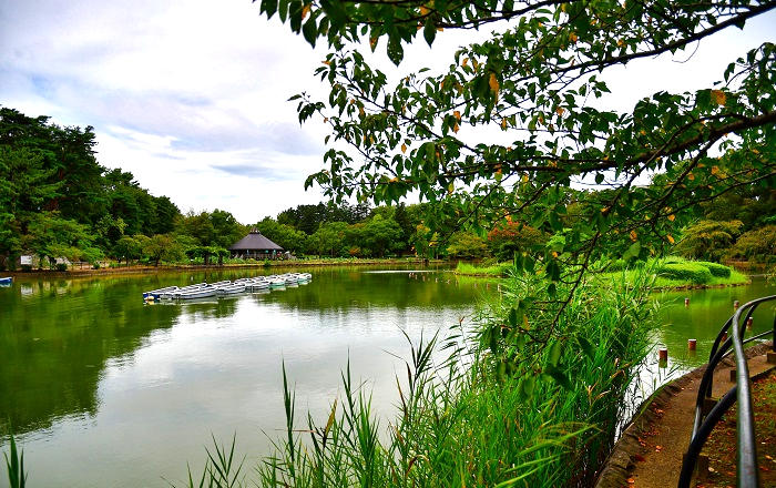 千葉公園内の綿打池