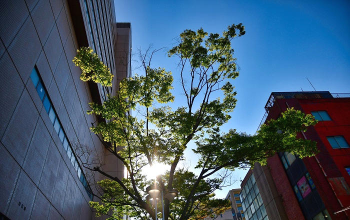 千葉市内の太陽光と樹木