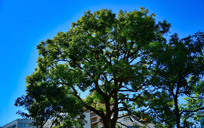 千葉市中央区の街路樹