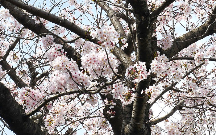 千葉刑務所の桜（2022年4月2日撮影）