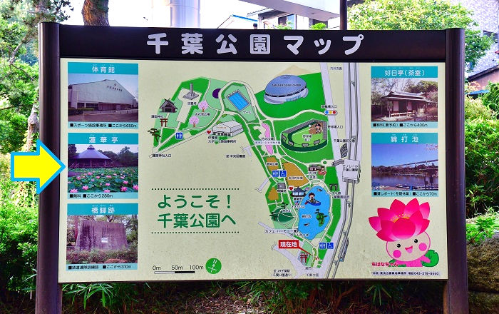 千葉公園で大賀ハスまつり開催(2)