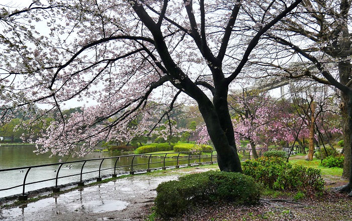 千葉公園の桜1（2023年3月26日撮影）