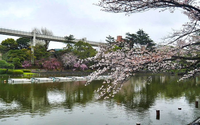 千葉公園の桜2（2023年3月26日撮影）