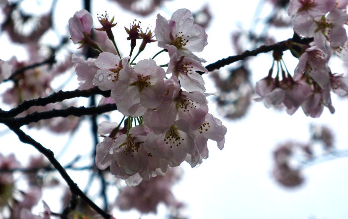 千葉公園の桜3（2023年3月26日撮影）