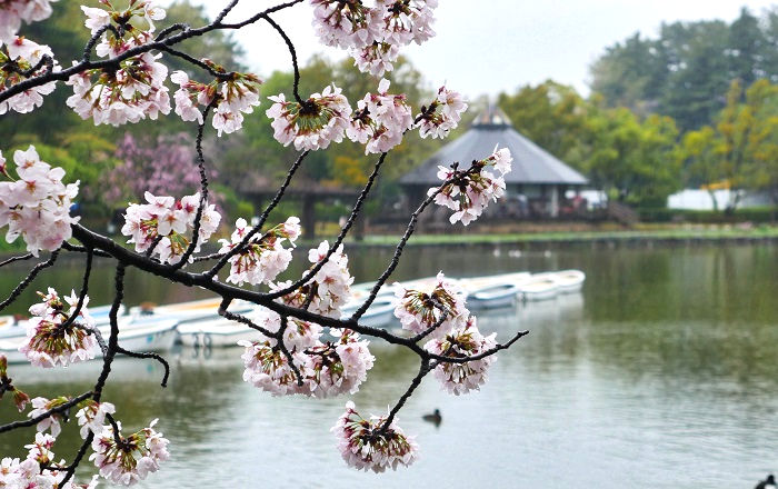 千葉公園の桜4（2023年3月26日撮影）