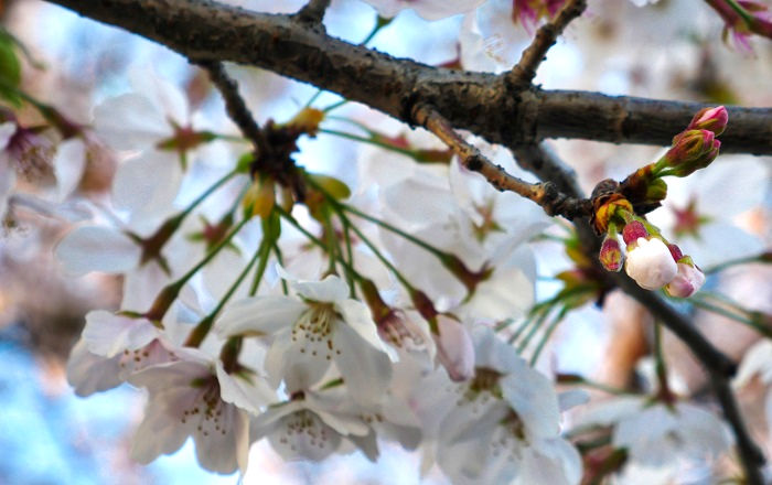 千葉市内の桜（2023年4月1日撮影）