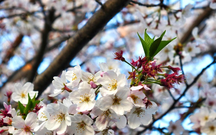 千葉市内の桜にも緑が見えてきました