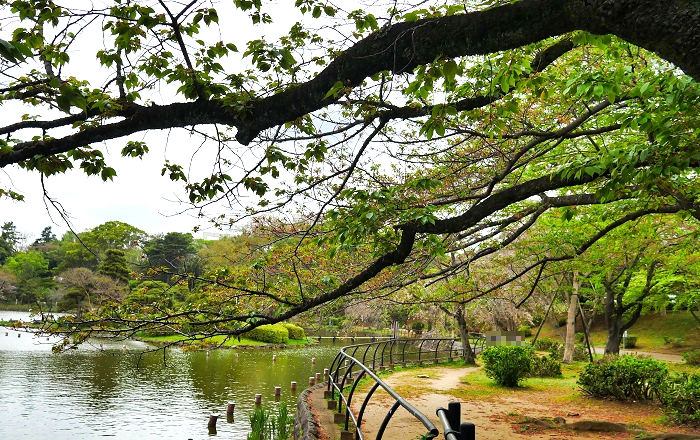 千葉公園の桜の樹