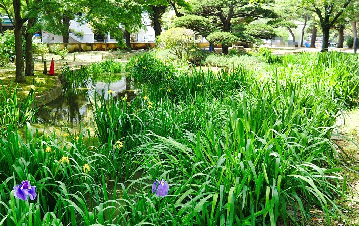千葉公園の菖蒲園