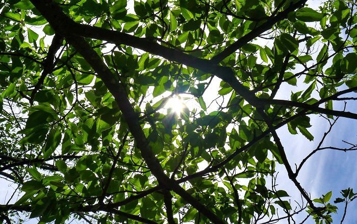 千葉公園の樹々から見る太陽