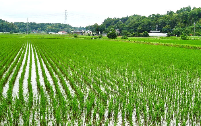 佐倉市の水田地帯