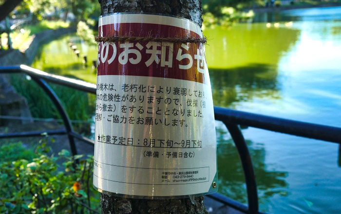 千葉公園の『伐採のお知らせ』(2)