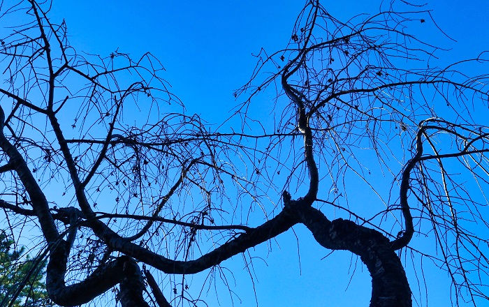千葉公園の『伐採のお知らせ』が巻かれた樹木